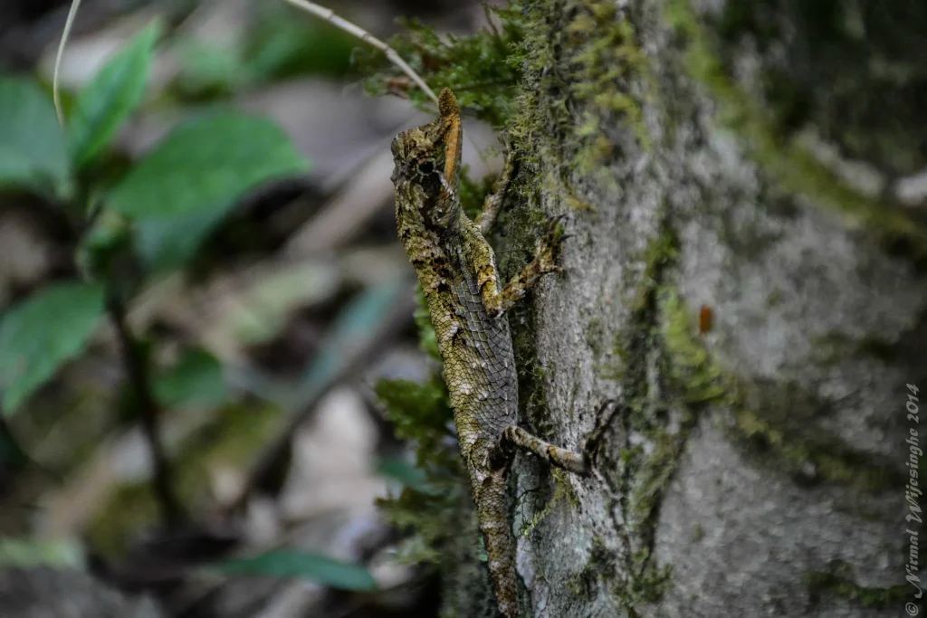 endemic lizard dothalugala nature trail