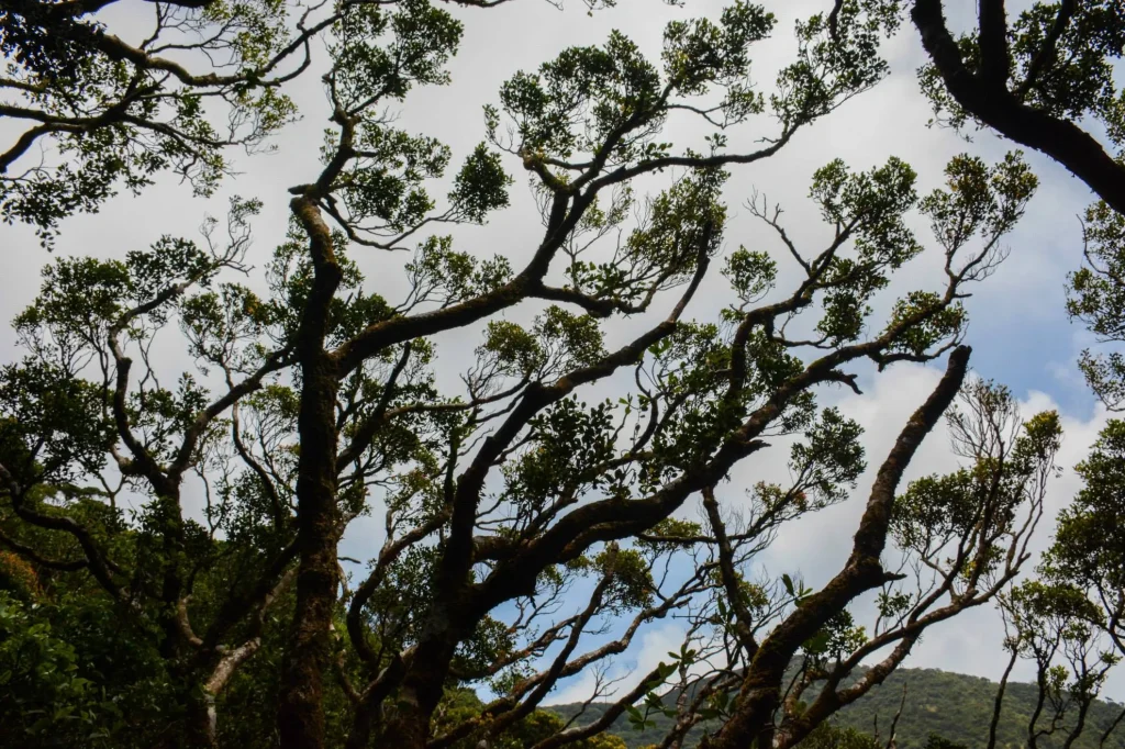 dothalugala nature trail tree layers