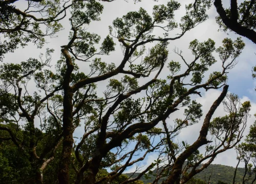 dothalugala nature trail tree layers