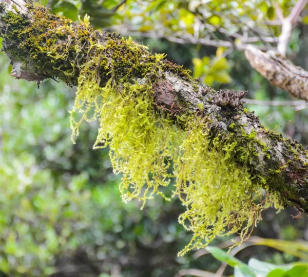 dothalugala nature trail fauna