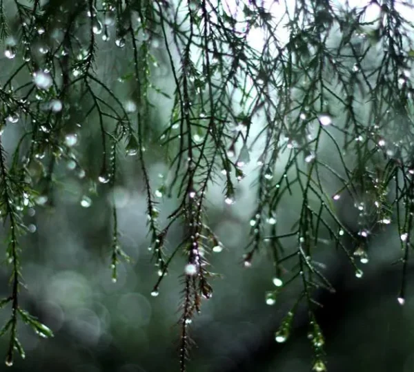 wet trees at dothalugala nature trail