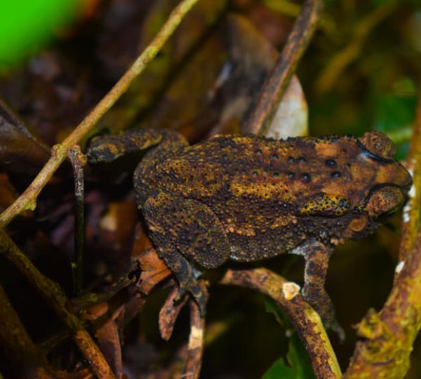 endemic frog in knuckles mountain range