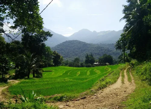 rathna ella village in knuckles