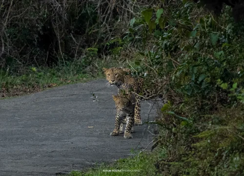 tiger around kirigalpoththa trail