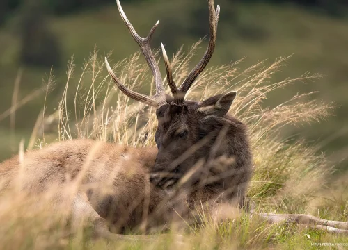 sambar deer at hortain plains national park