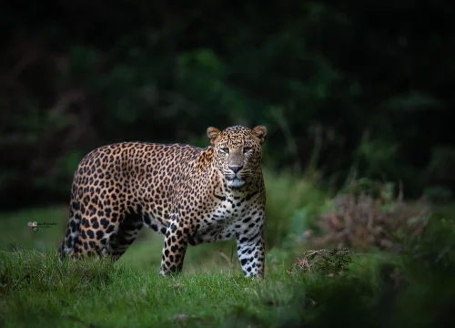 tiger at horton plains national park