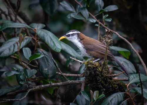 bird around kirigalpoththa mountain