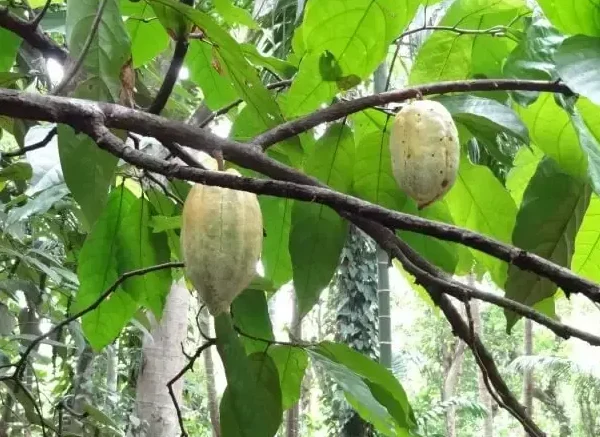 cocoa fruit