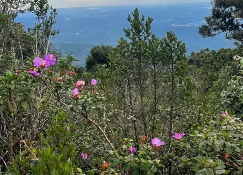 flowers at horton plains national park