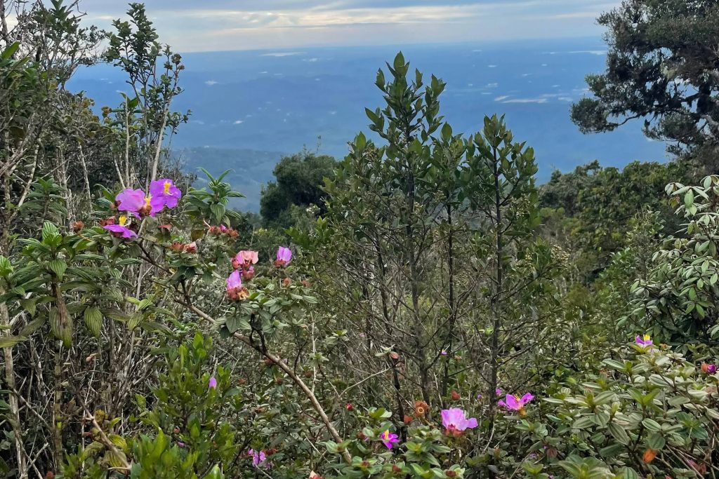 kirigalpoththa mountain nuwara eliya hike