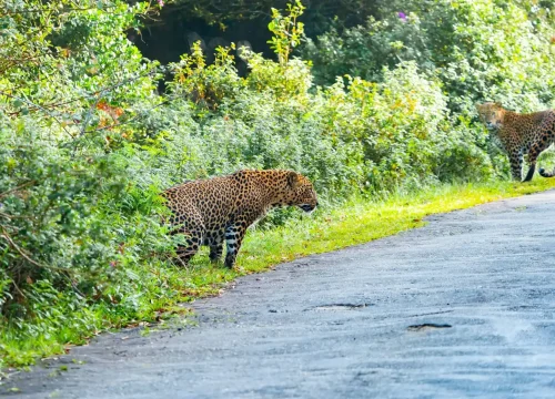 tigers at horton plains national park