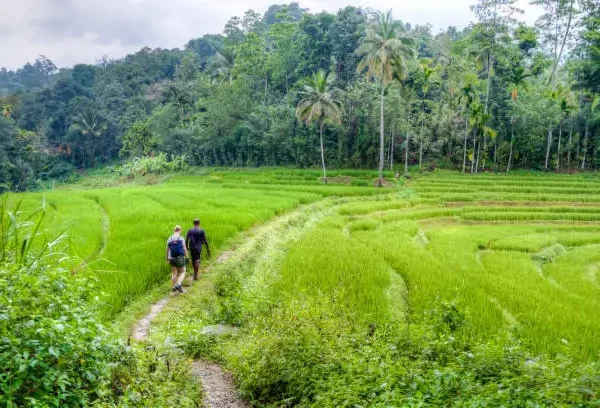 knuckles spice trail