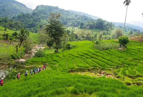 knuckles spice trail