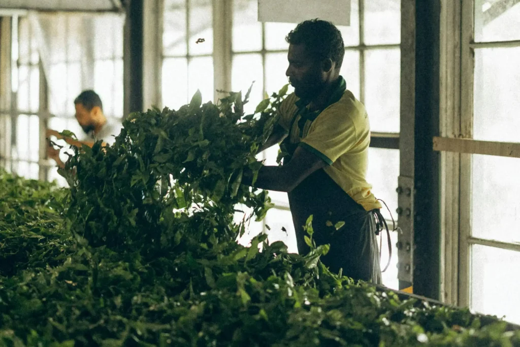 tea factory visit things to do in nuwara eliya