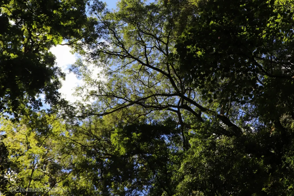 rainforests in sri lanka