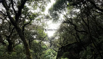 Discover Hidden Rainforests In Sri Lanka: Complete Guide