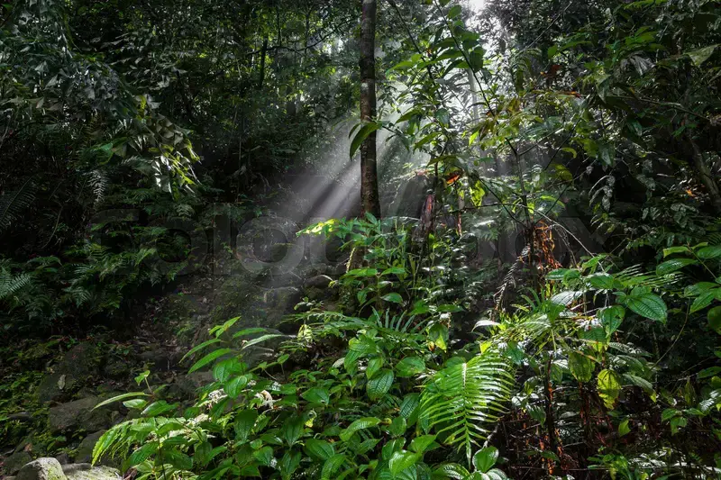 sinharaja rainforest in sri lanka