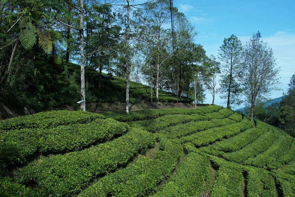 sri lanka hiking trails the pekoe trail