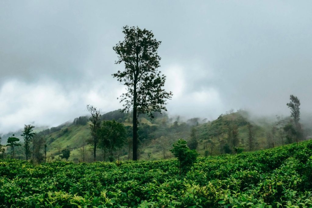 sri lanka hiking places the pekoe trail