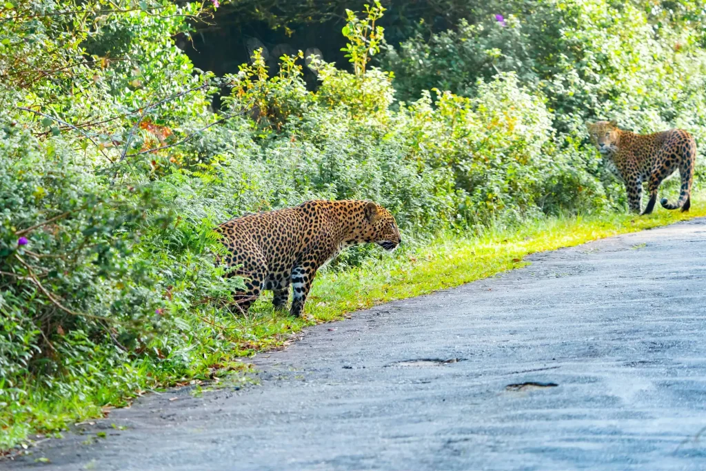 leopard spotted at hortain plains sri lanka