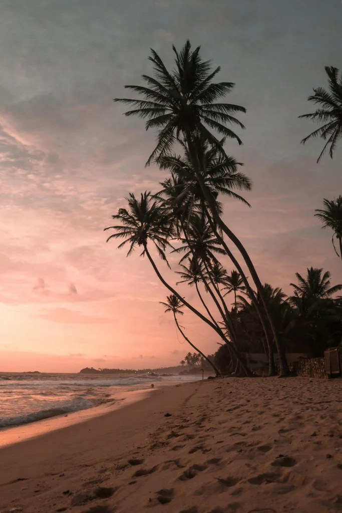 sunset near beach with coconut trees
