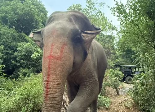 Kebiliththa Dewalaya