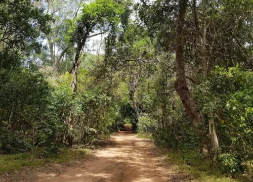 Kebiliththa Dewalaya