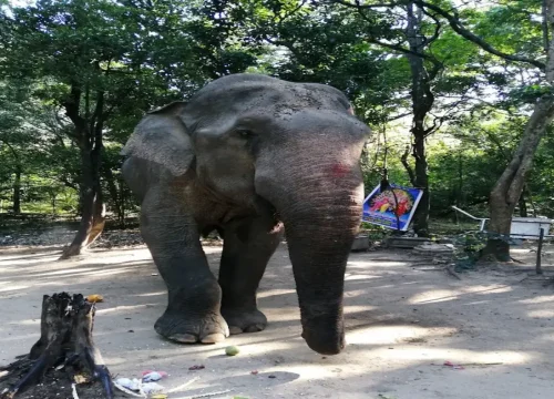 Kabiliththa Sacred Murugan Pilgrimage To Kebiliththa 2 | Lanka Trek