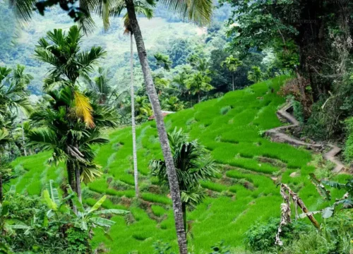 heeloya village paddy fiels