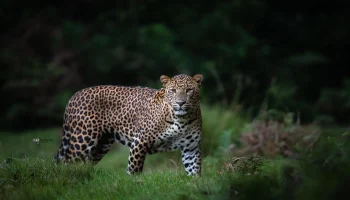 Top 10 Nuwara Eliya Attractions: Your Ultimate Guide!