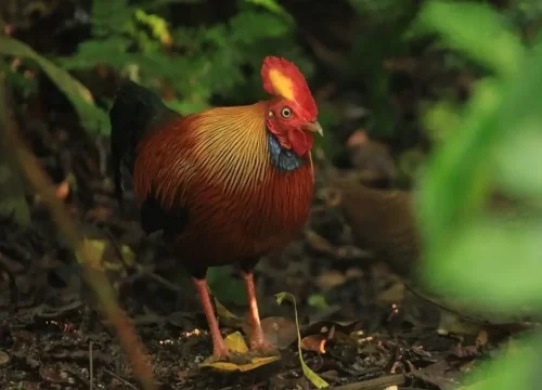 Kanneliya Forest Guided Tour