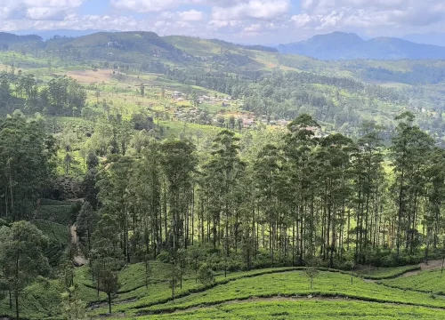 The Pekoe Trail Stage 3