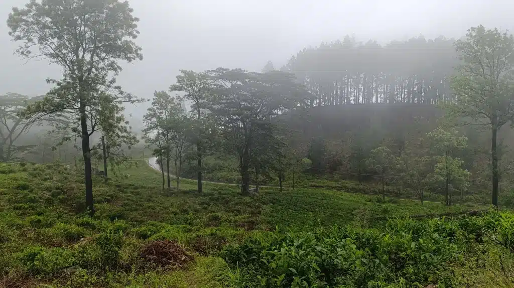 tea estate with large trees