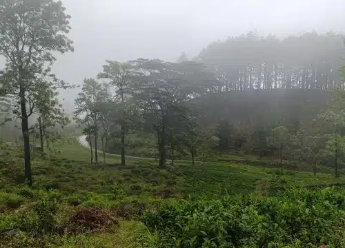tea estate with large trees