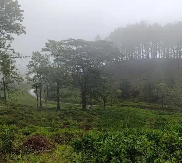 tea estate with large trees