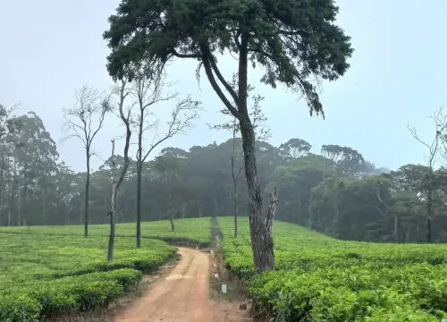 pekoe trail stage 2
