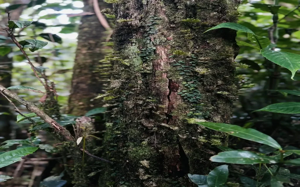 sinharaja forest reserve gongala mountain