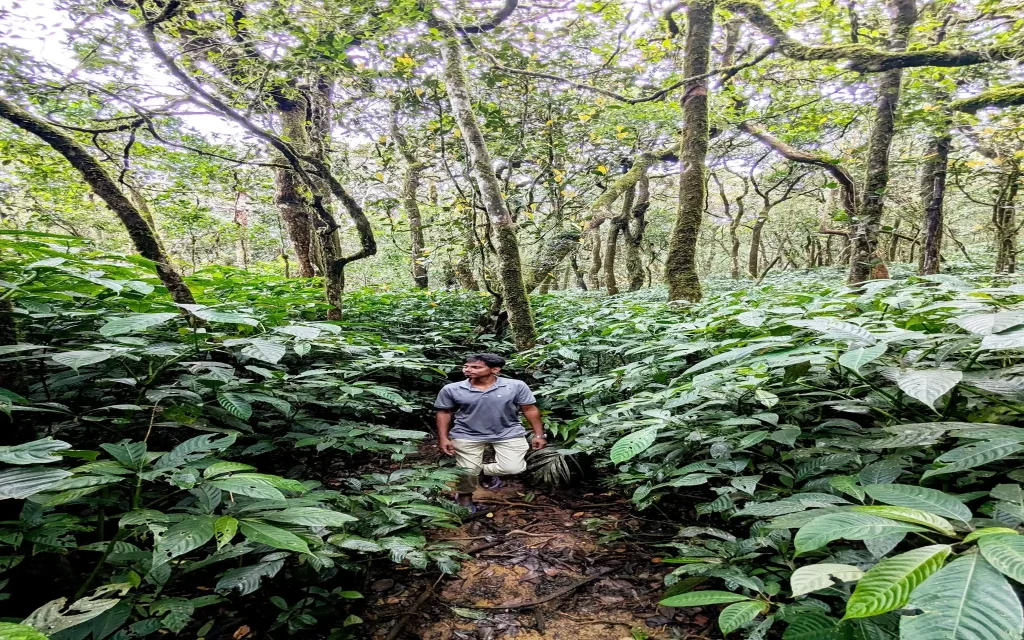 sinharaja forest reserve gongala mountain