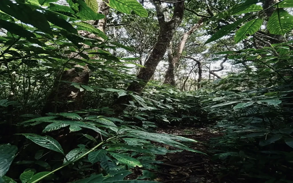 sinharaja forest reserve gongala mountain