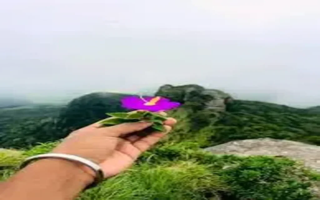 sinharaja forest reserve gongala mountain