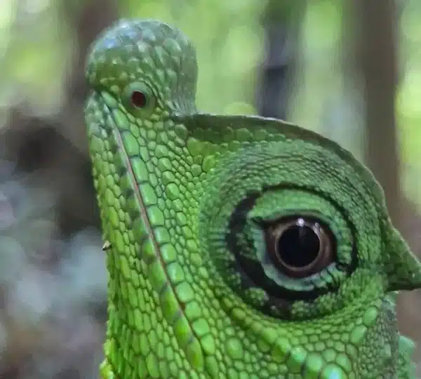 lizard in sinharaja rainforest sri lanka