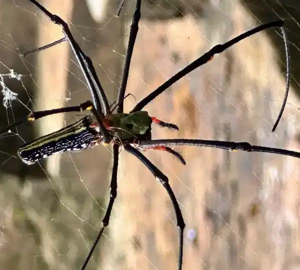 spider in sinharaja rainforest sri lanka