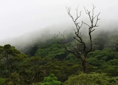 Sinharaja Rainforest: The Complete Guide