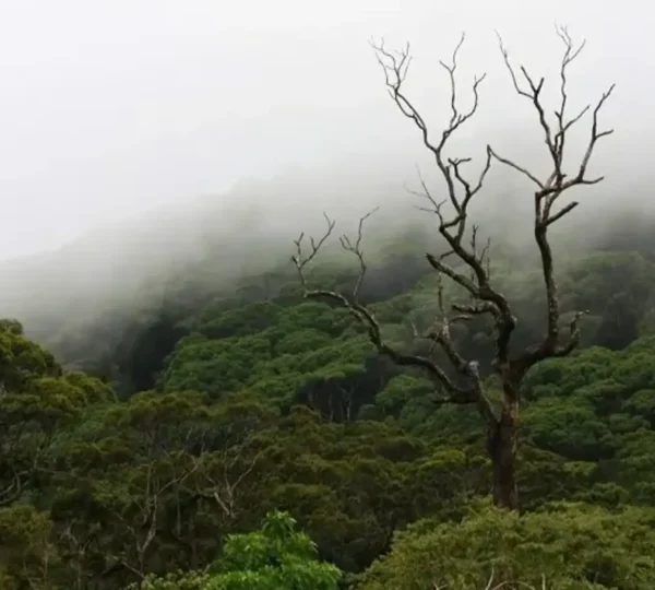 sinharaja rainforest sri lanka