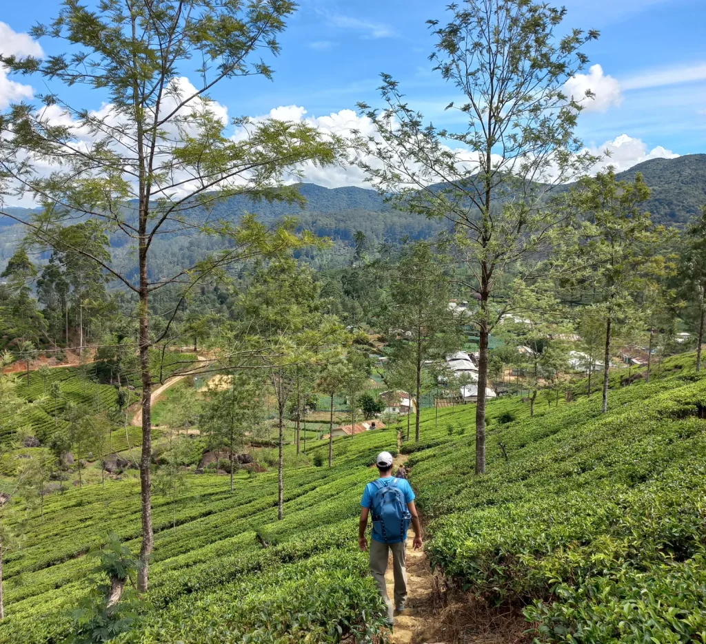 the pekoe trail sri lanka