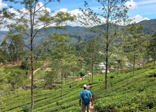 Pekoe Trail Sri Lanka: The Ultimate Complete Guide
