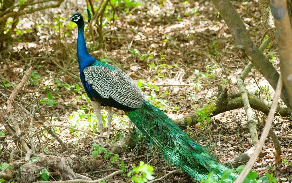 peacock udawalawe national park safari tour