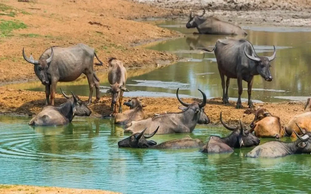 buffalo at udawalawe national park safari tour