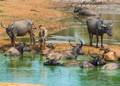 buffalo at udawalawe national park safari tour
