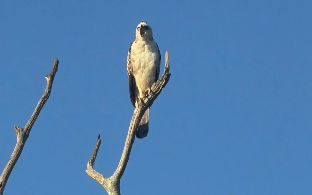 bird at udawalawe national park safari tour